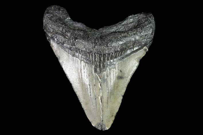 Juvenile Megalodon Tooth - Georgia #99162